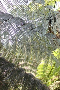 New Zealand's national emblem, the silver fern, so named because of the colour of the underside of the fern.