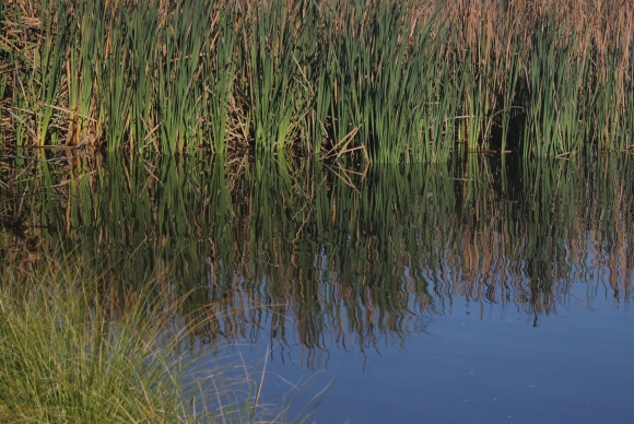 reflected reeds